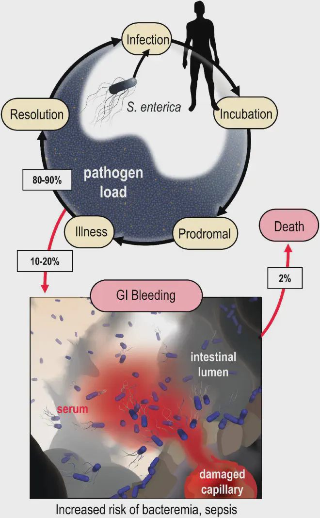 Modelo del microambiente de lesiones hemorrágicas inducidas por bacterias