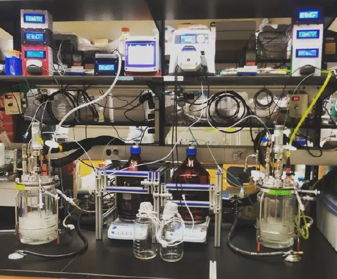 Yeast grow under controled conditions in a lab at Princeton University. (Credit: Ashley Maloney)