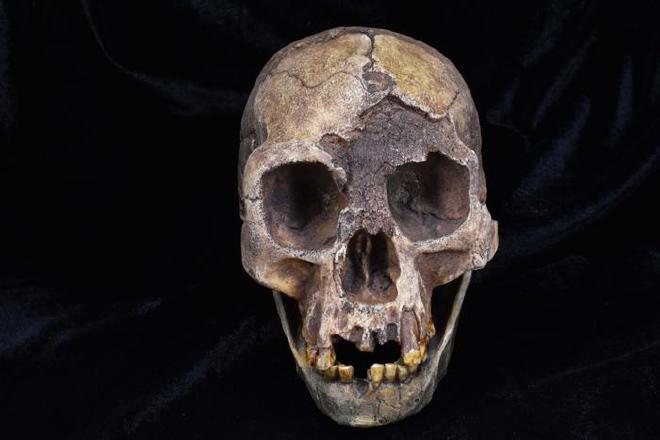 A cast of the skull of Homo floresiensis, one of the hominin species analysed in the latest study | Image: The Duckworth Laboratory