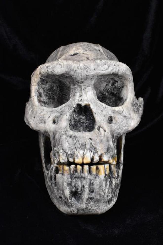 A cast of the skull of Homo Erectus, one of the hominin species analysed in the latest study | Image Credit: The Duckworth Laboratory