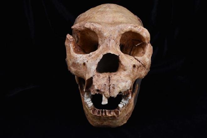 A cast of the skull of Homo Heidelbergensis, one of the hominin species analysed in the latest study. Credit: The Duckworth Laboratory