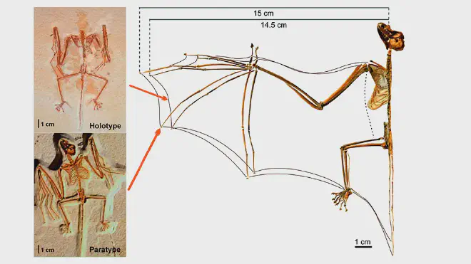 “Reconstructed aerodynamic profile of the two existing specimens of Onychonycteris finneyi from the Eocene. Image credit: Norberto Giannini et al/Nature.”