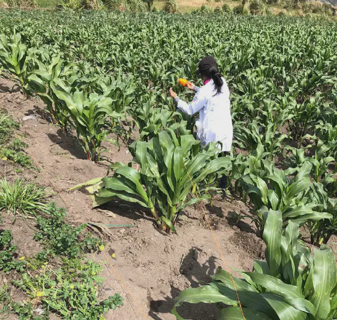 Student Erika Lisbeth Erazo Macas samples agricultural fields below Tungurahua volcano to identify heavy metal pollution. Credit: Lourdes Cumandá Carrera Beltrán/GAIBAQ
