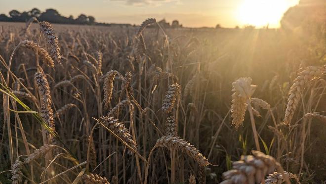 Bread wheat field. Credit: **Giedrė Motuzaitė Matuzevičiūtė