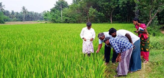 The plant doctors visit the farm to get a first-hand analysis of the pest