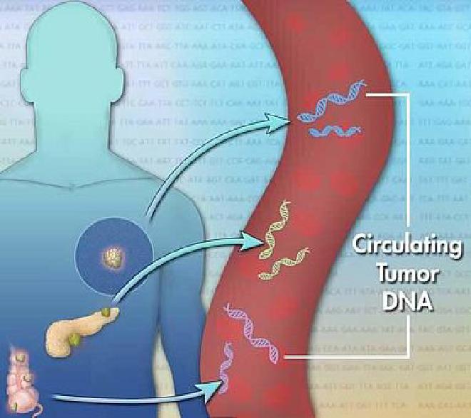 Tumors release pieces of DNA into the bloodstream that can be analyzed to obtain important information that may inform patient care. Jonathan Bailey, NHGRI