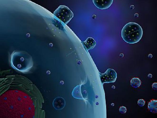 Cancer cells secrete extracellular vesicles, which contain microRNAs that can be detected in blood samples. Meletios Verras / Shutterstock