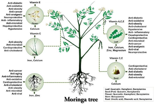 Different parts (tissues) of Moringa oleifera. Key nutrients and medicinal values are marked for each tissue. Credit: Mr Mohammed Shafi