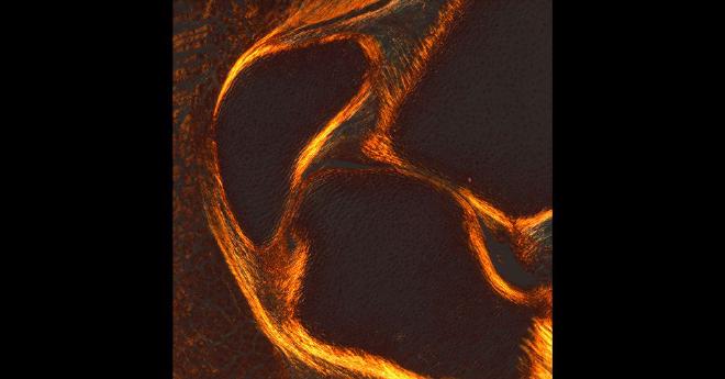 Red staining is used to depict collagen in the cartilage of the jaw joint of an embryonic little skate. Credit: Neelima Sharma