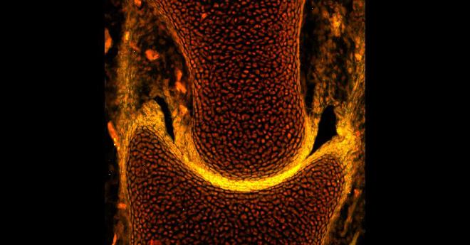 Immunostaining showing cartilage protein in yellow and nucleus in red in the pelvic joint of an embryonic little skate. Credit: Neelima Sharma