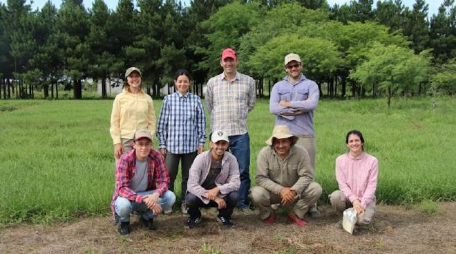 The group of Genetics and improvement of foraging species is generating cultivars that seek to optimize the yields of the livestock sector. Credit: CONICET Northeast