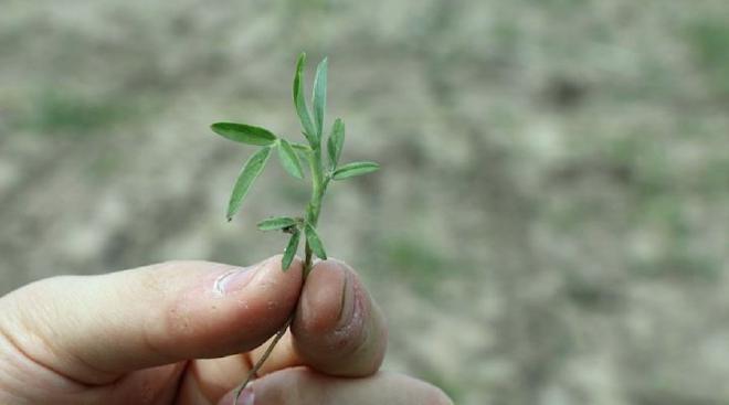 The new varieties of pastures allow sustained growth throughout the stations, plus tolerance to flooding or greater nutritional value. Photo: CONICET Northeast