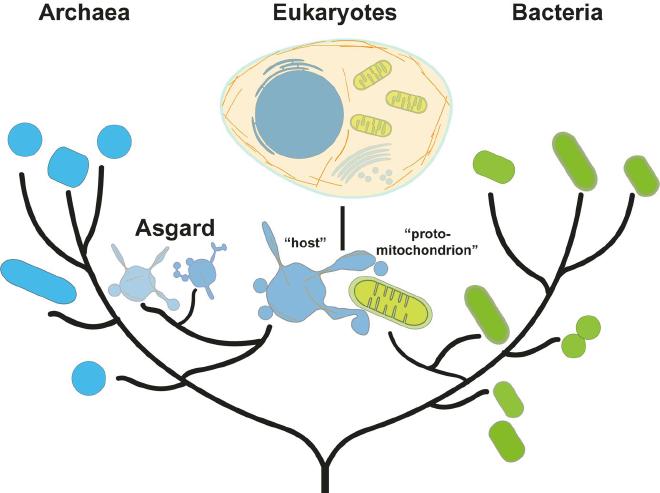 Redrawing the tree of life, with eukaryotes descending from Asgard archaea. (Graphic credit: Florian Wollweber / ETH Zurich)