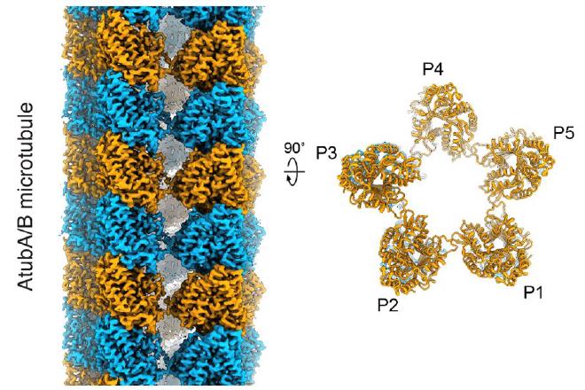 The structure of an Asgard microtubule, which consists of just five filaments (compared to 13 in eukaryotes). (Image credit: Wollweber F, et al. Cell, 2025)