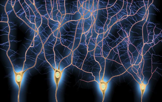 Computer illustration of dendrites, the branch-like projections extending from neurons in the brain. Illustration Credit: Science Photo Library/Getty Images
