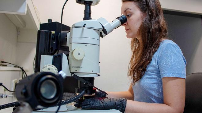 Julia Baulies working in the microscopy room of IBR. Photos: Elizabeth Karayekov