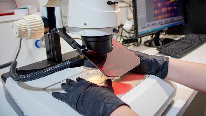 Julia Baulies making cuts of Arabidopsis thaliana roots under the precision of the microscope. Photos: Elizabeth Karayekov