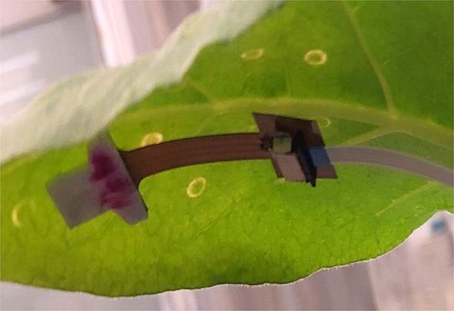 This reusable patch (shown on the underside of a tobacco leaf) could help growers make decisions earlier to maintain the health of their crops through earlier detection of plant stress. Credit: Liang Dong et al.