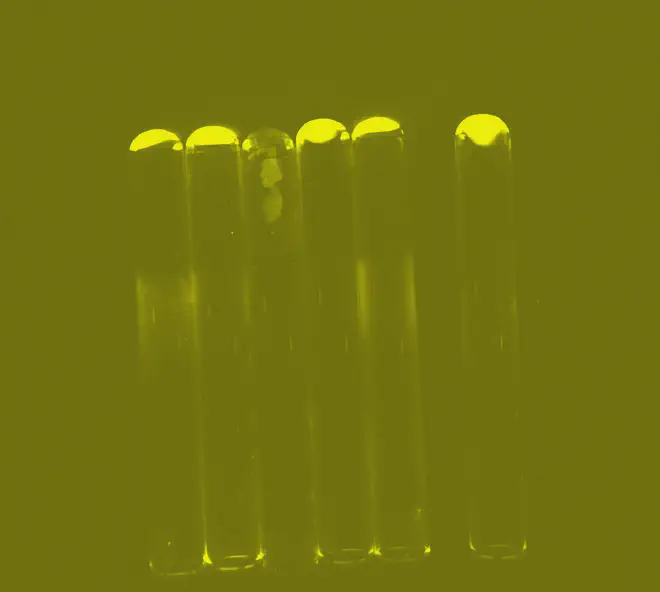 Polyester gels in test tubes following synthesis. Polyester gels are typically synthesised in test tubes through simple heating of alpha-hydroxy acids (αHAs); these gels are then rehydrated in aqueous media to generate microdroplets. Credit: Associate Professor Tony Z. Jia from Institute of Science Tokyo