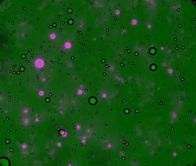 Formation of polyester protocells under early Earth-like conditions. Polyester microdroplets, possible precursors to life, were formed from alpha-hydroxy acids (αHAs) in early Earth-like conditions even at low reaction volume, low reactant concentrations, and/or high NaCl or KCl concentrations.　Credit: Associate Professor Tony Z. Jia from Institute of Science Tokyo