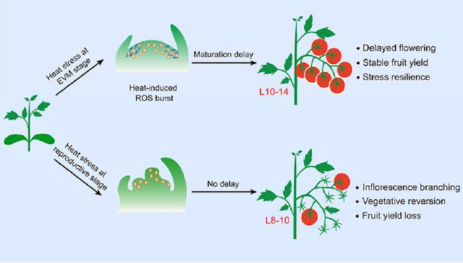 Tomato plants slow shoot meristem maturation to achieve heat-stress resilience. Credit: IGDB