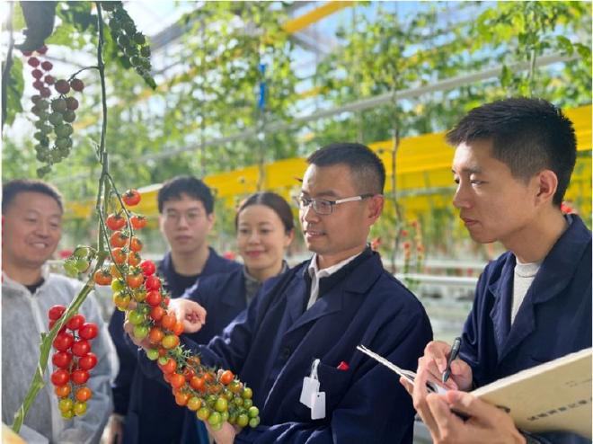 Prof. XU Cao and his team checking tomatoes in the green house (Image by IGDB)