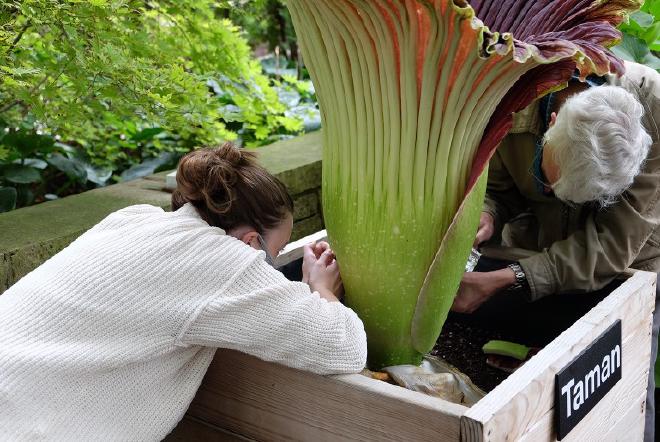 Olivia Murrell (izquierda) toma muestras de polen de una flor cadáver. Foto cortesía de Olivia Murrell.