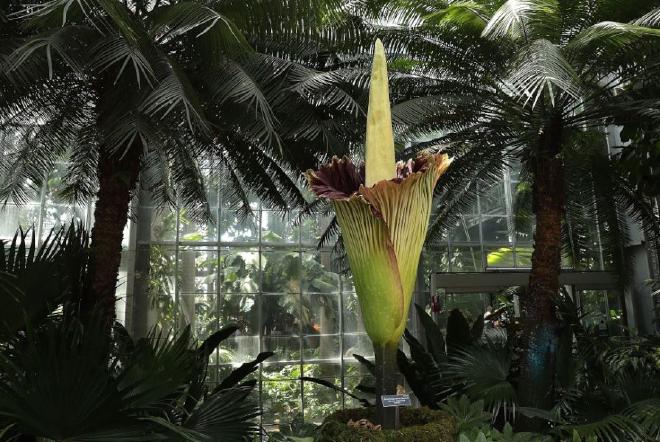 Biólogos vegetales de la Universidad Northwestern y el Jardín Botánico de Chicago han descubierto que la existencia de Amorphophallus titanum, comúnmente llamada “flor cadáver”, se ve amenazada por registros históricos incompletos, lo que provoca una menor diversidad genética y un declive poblacional. En la imagen, una flor cadáver florece en el Jardín Botánico de Estados Unidos en Washington, D.C., en 2016. Foto de Alex Wong/Getty Images