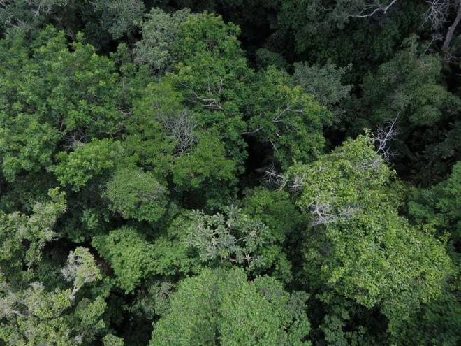 Canopy view of a tropical rainforest from a canopy access crane located in San Lorenzo, Panamá, operated by the Smithsonian Tropical Research Institute. Image credit: Sami Rifai/University of Adelaide