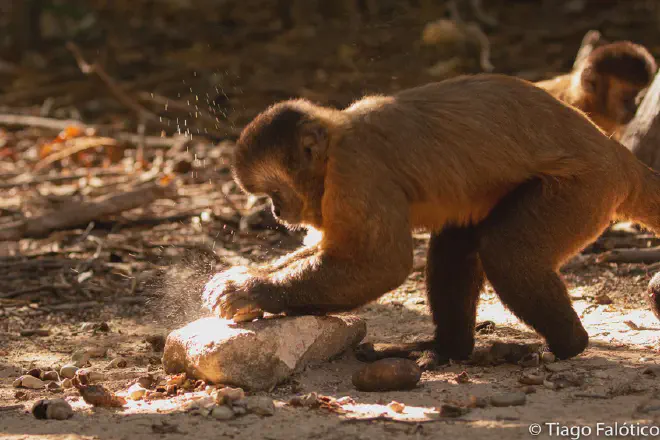 Capuchin monkey cracking nuts. Recognizing the value of animal cultures could lead to more comprehensive conservation strategies. Image copyright: Tiago Falotico