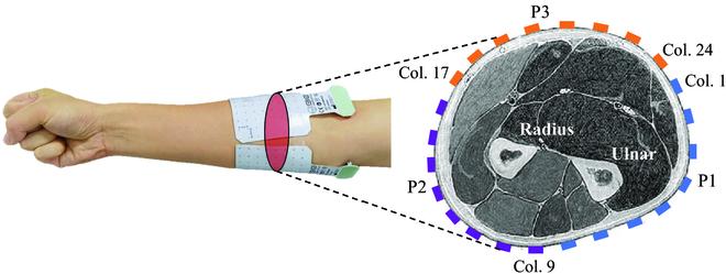 The electrode distribution in the experiment. Three pieces of 8 × 8 electrodes (P1 to P3) are attached around the forearm, and the location with respect to muscles is depicted. Col., column. Image credit: Yang Yu et al.