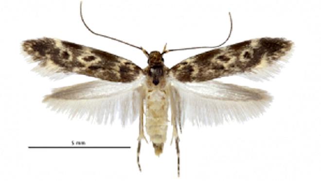 The caterpillar undergoes metamorphosis and transforms into a moth.