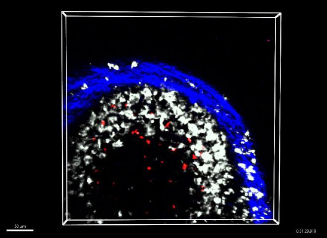 Memory B cells (red) interacting with macrophages (white) inside a lymph node (blue). Credit: Dr Rama Dhenni