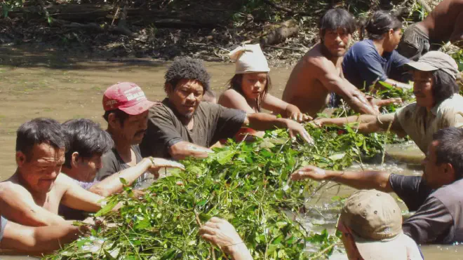 Unusually among human cultures, the Northern Aché people of Paraguay do not practice communal singing or dancing or sing to their children. (Photo of Aché building a traditional fishing dam by Kim Hill, Arizona State University)