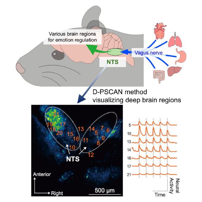 Double-Prism-based brainStem imaging under Cerebellar Architecture and Neural circuits. Credit: Masakazu Agetsuma