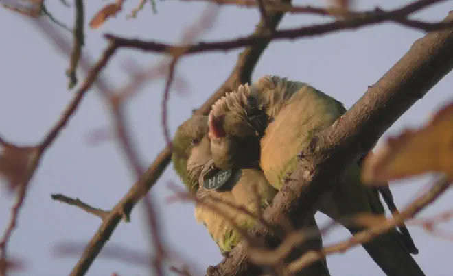 Monk parakeets preening in Barcelona. © Simeon Smeele