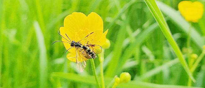 In homogeneous habitats such as fields, insect communities can be fully recorded more quickly than in diverse, near-natural habitats. (Image: Sophia Hochrein / Universität Würzburg)