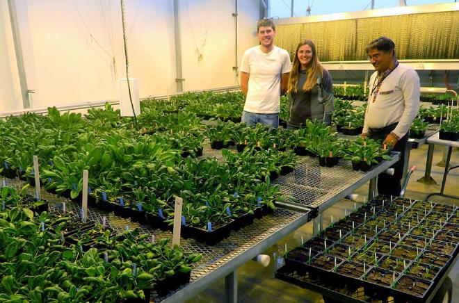 Researchers at the WSU Mount Vernon Northwestern Washington Research & Extension Center recently published a paper that showed some varieties of wild spinach are resistant to a fungal disease that wreaks havoc in the cultivated varieties of spinach. From left, PhD student Alex Batson; Bryn Hulbert, field rep for Syngenta Seeds; and Sanjaya Gyawali, postdoctoral research associate and first author of the paper published recently in Scientific Reports. (Photo courtesy of Lindsey du Toit)