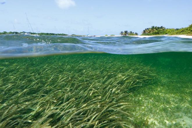 One key factor in determining where microparticles are likely to build up has to do with the presence of biofilms — thin, sticky biopolymer layers shed by microorganisms, which can accumulate on surfaces, including sandy riverbeds or seashores. Image:iStock