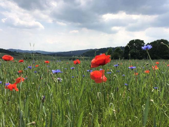 Organic farmland full of poppies and cornflowers. Credit: Kathrin Czechofsky