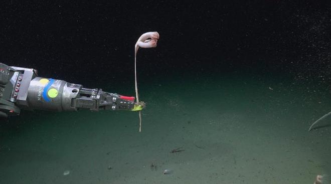 La pluma de mar Pseudumbellula sp. Créditos: ROV SuBastian / Schmidt Ocean Institute