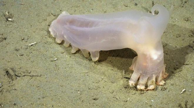 Loki (Peniagone sp.) es un equinodermo de aguas profundas, nombrado por sus cuernos similares a los del dios de la leyenda nórdica. Créditos: ROV SuBastian / Schmidt Ocean Institute.