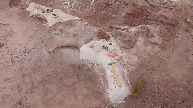 Remains of the femur, part of the hip and tail vertebrae of Astigmasaura genuflexa: Photo: courtesy of Flavio Bellardini