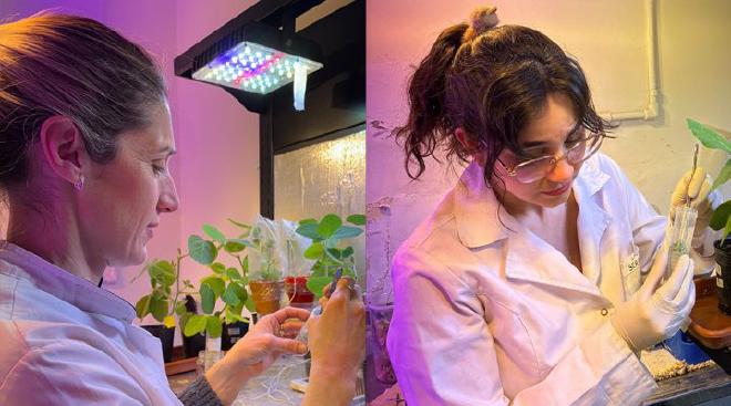 Silvina Brambilla (left) and Laura Serrantes (right) examine the response of soybeans to modified biofertilizers. Credit: Nicolás Ayub.