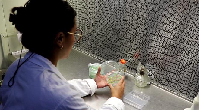 Luisa Galindo, a group collaborator, works in the laboratory. Credit: Nicolás Ayub