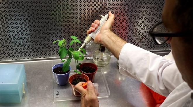 Nicolás Ayub is working on the evaluation of modified biofertilizers. Credit: Nicolás Ayub