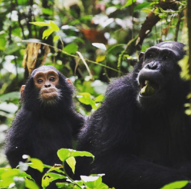 The study authors propose that metabolizing ethanol may let African apes safely eat the ripe, fermented fruit they find on the ground. This adaptation could free apes from competing with monkeys for unripe fruit in trees, as well as spare them the risk of climbing and possibly falling out of trees. Image credit: Catherine Hobaiter/University of St Andrews