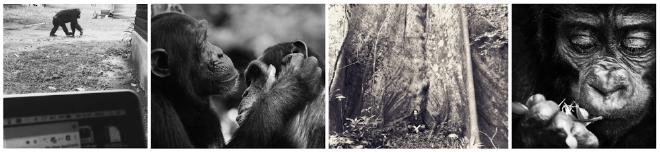 Images from Wild Minds Lab. Chimpanzees… our ancestors… maybe our descendants on ancient times. Find where is professor Catherine -Cat- Hobaiter. How small are we, the human people. Image credit: Wild Minds Lab