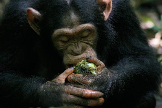 Dartmouth and University of St Andrews researchers propose “scrumping” as a new word to describe the fondness African apes have for eating fermented fruit from the ground. Recent research suggests the behavior could have led to humans’ ability to metabolize alcohol, but this predilection for found fruit has not been studied separately. Image credit: Catherine Hobaiter/University of St Andrews