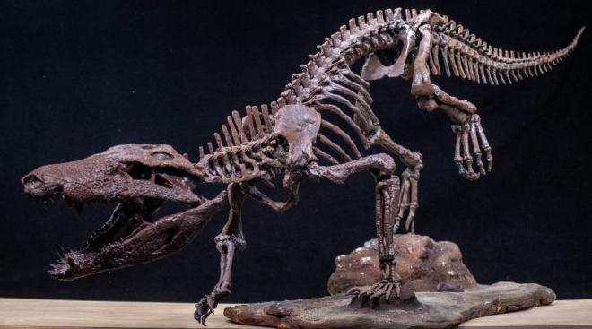 Esqueleto de Kostensuchus. Crédito de la imagen: José Brusco